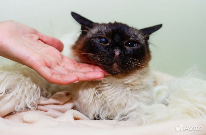 Тайская кошка, 2 года