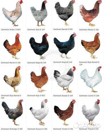 Инкубационные яйцо Доминант