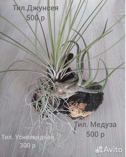 Тилландсии атмосферные ч.2