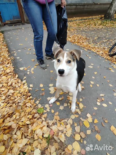 Щенок в добрые руки