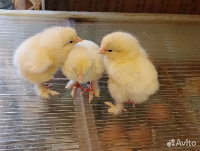 Цыплята брама куропатчатая, белая объявление продам