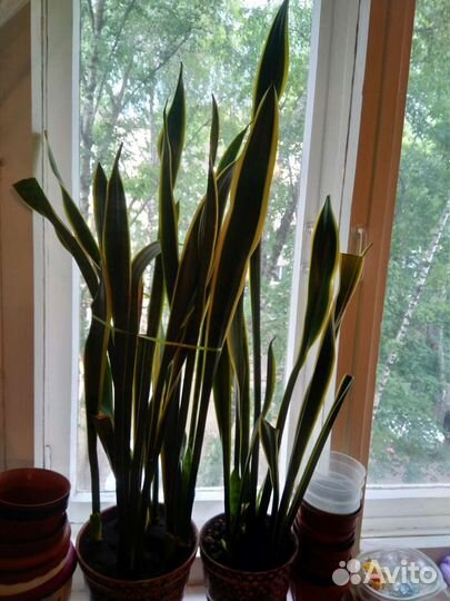 Комнатные цветы