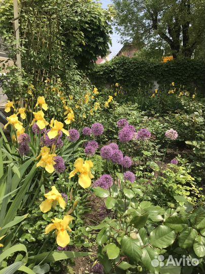 Ирисы сортовые,желтые