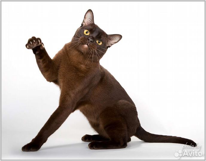 Вязка бурма кот Гранд Интер чемпион