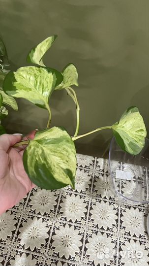 Эпипремнум марбл эппл(хеппи лив, мраморное яблоко)