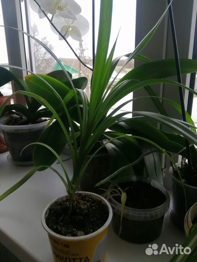 Комнатные цветы