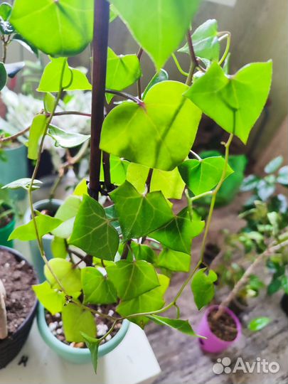 Крестовник