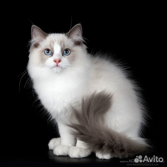 Котейка рэгдолл