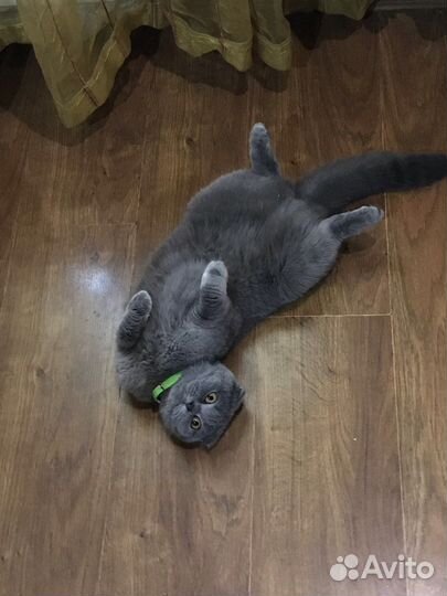 Кошка на вязку