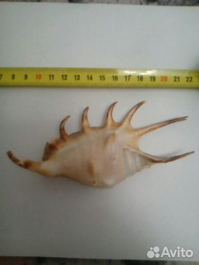 Гуппи, корм для рыбок