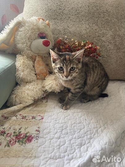 Котенок в хорошие руки