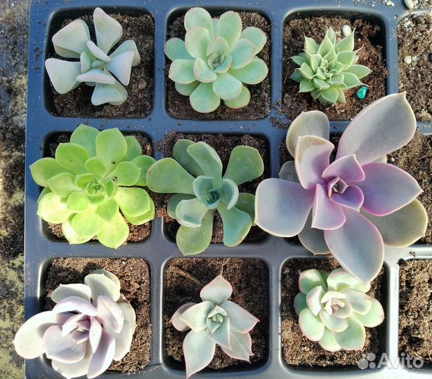 Суккуленты