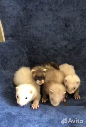 Домашний хорек