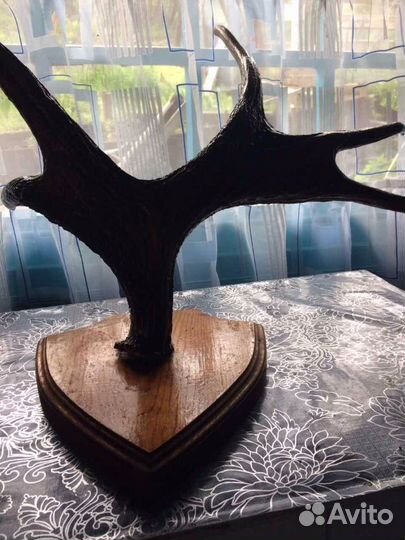 Продам рога лося