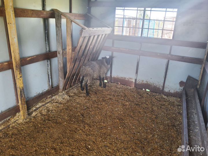 Бараны, овцы, ягнята Романовской породы