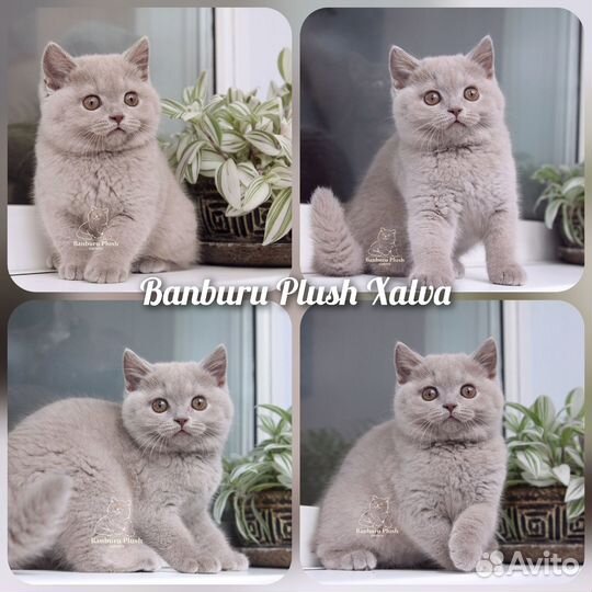 Лиловые Британцы