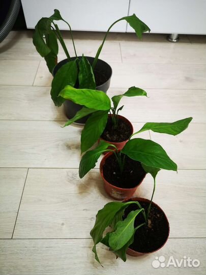 Спатифилум