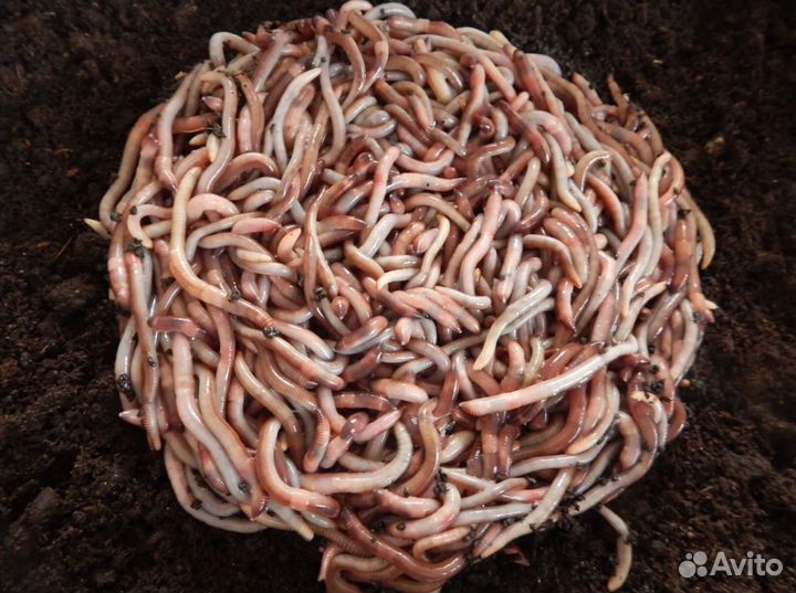 Червь дендробена