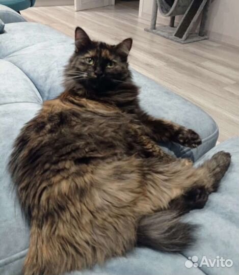 Стелла в дар