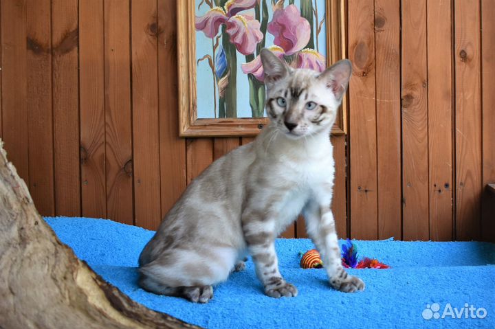 Бенгальский кот