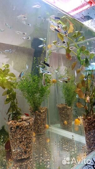 Аквариумные рыбки