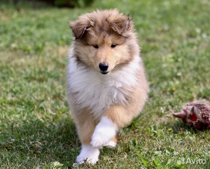 Колли