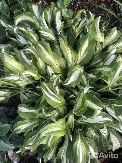 Растения кустами