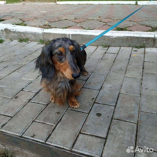 Такса