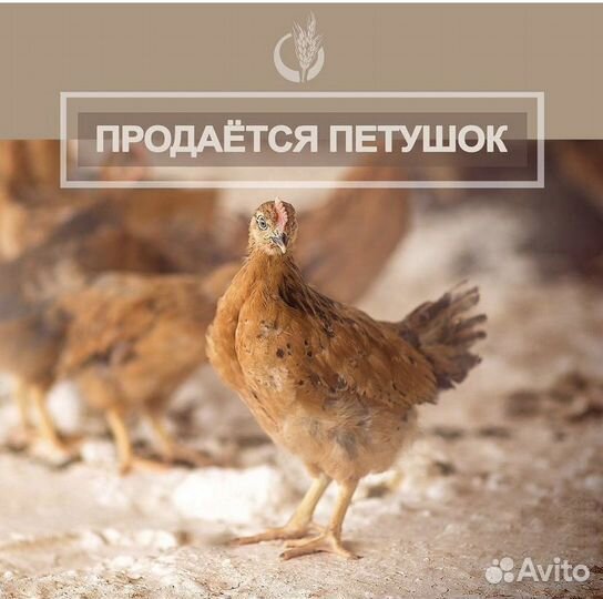 Продается петушок