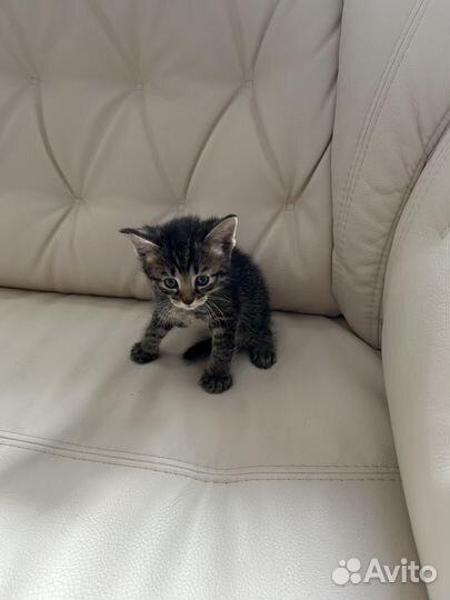 Отдам котят