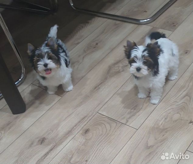 Щенки бивер йорка