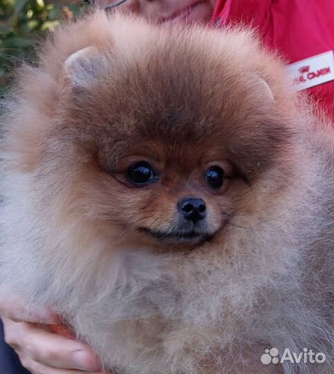 Щенки померанского шпица медвежьего типа