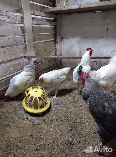 Продам петушков