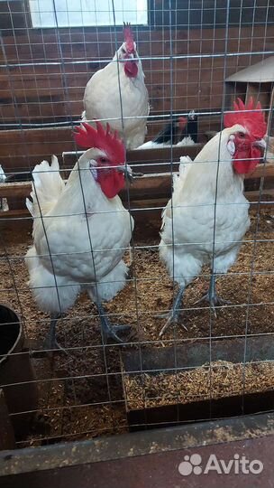 Инкубационное яйцо виандот, лакенфельдер, малин