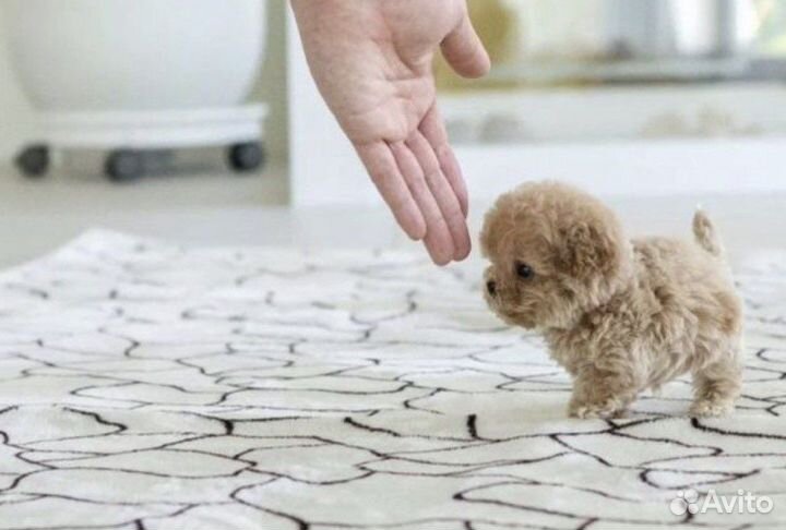 Микро мальтипу эксклюзив f1