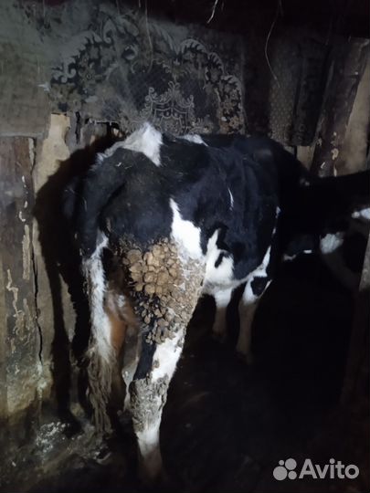 Продам корову