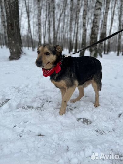 Славный добрый милый парень ищет дом
