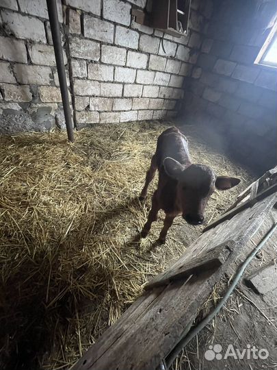 Бычок бычки телята теленок