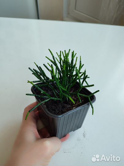 Цветок хатиора