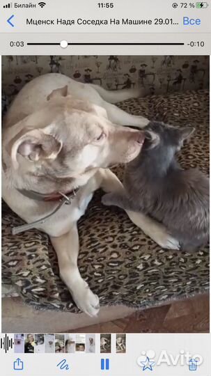 Лорд добряк 2 года