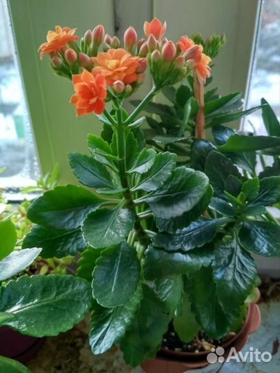 Каланхоэ каландива оранжевый