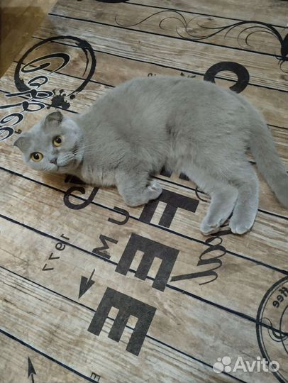 Британская кошка в дар