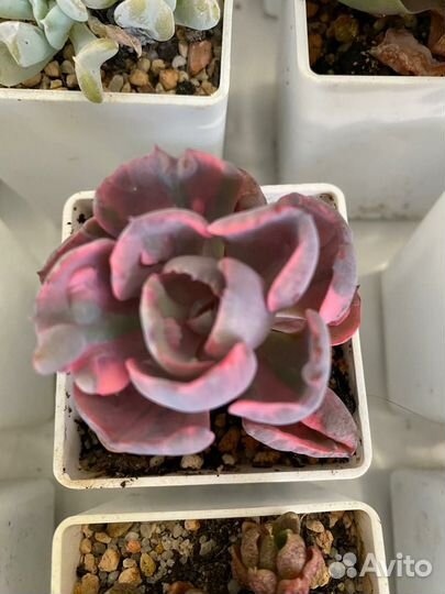 Суккуленты