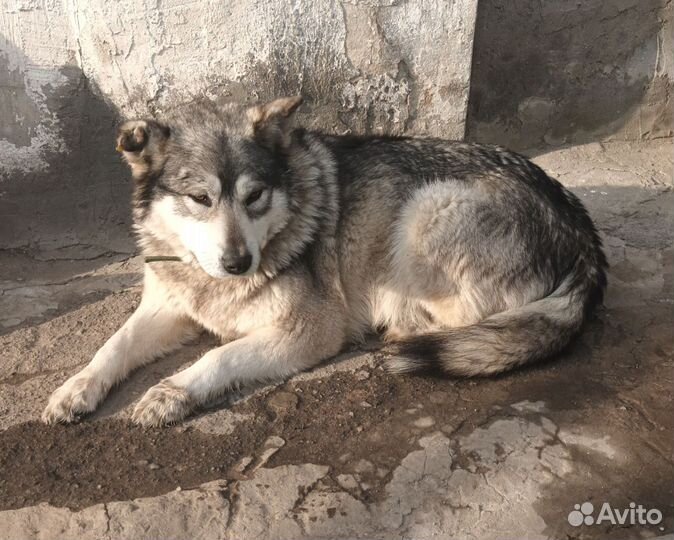 Возьмите в семью несчастную собаку