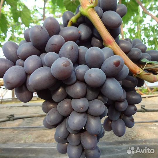 Черенки и саженцы винограда