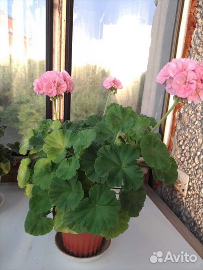 Пеларгония герань розовая цветущая