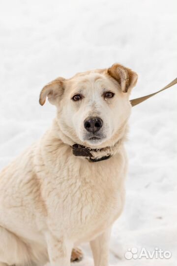 Пуша ждет семью