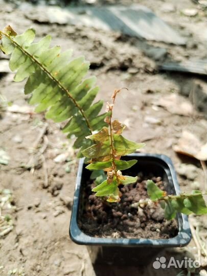 Папоротник