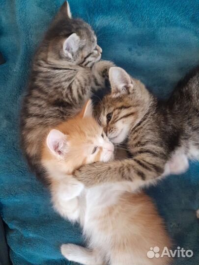 Котята в дар