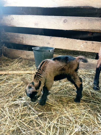 Чешские козлята